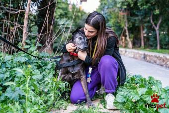 Ράτσα: Άγνωστο - Ημίαιμο | Ηλικία: 5+ | Φύλο: Αρσενικό | Αρ. Microchip: . | Περιοχή: Νέα Σμύρνη, Αττική